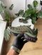 Чоловічі кросівки хакі Nike Air Max Plus TN Dark Stucco Khaki х Ейр Макс ТН 41 ALL17403 фото 2